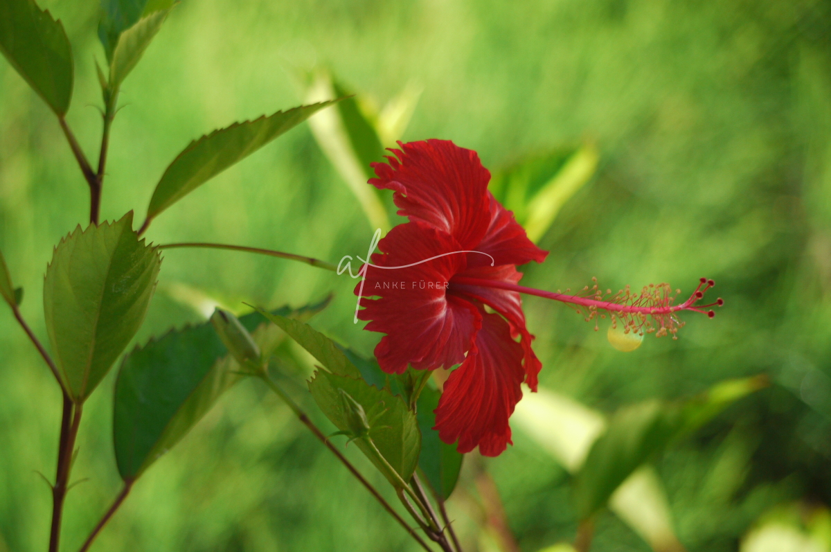 Hibiscus Lanzarote