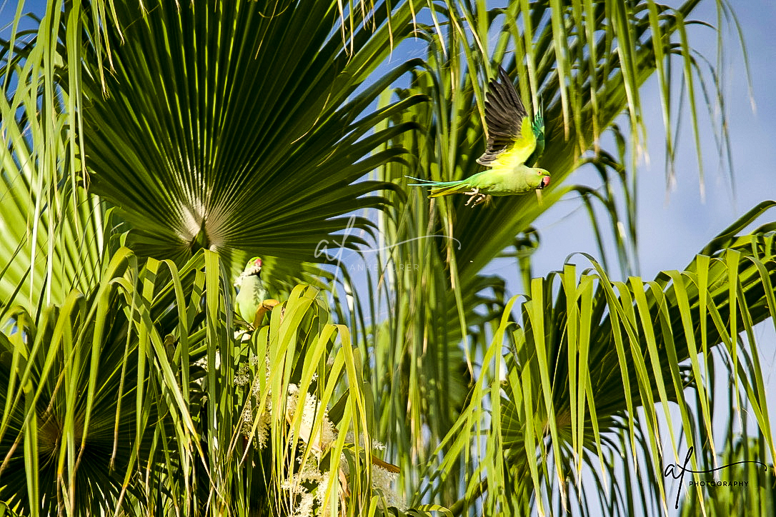 Lanzarote parrots