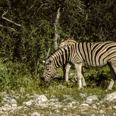 Zebras