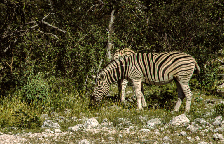 Zebras