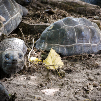 Tortoise
