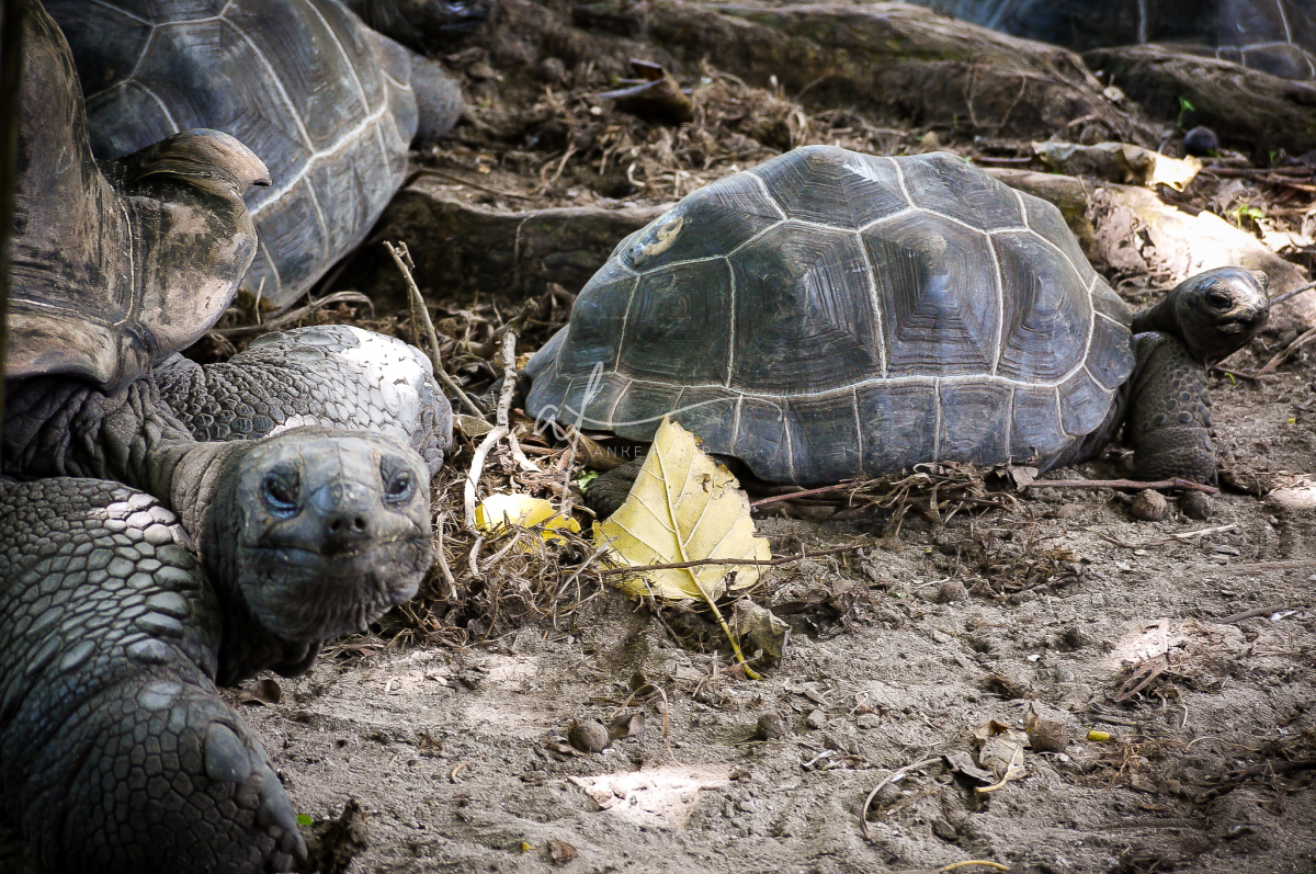 Tortoise