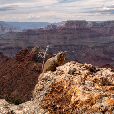 Grand Canyon Marmot