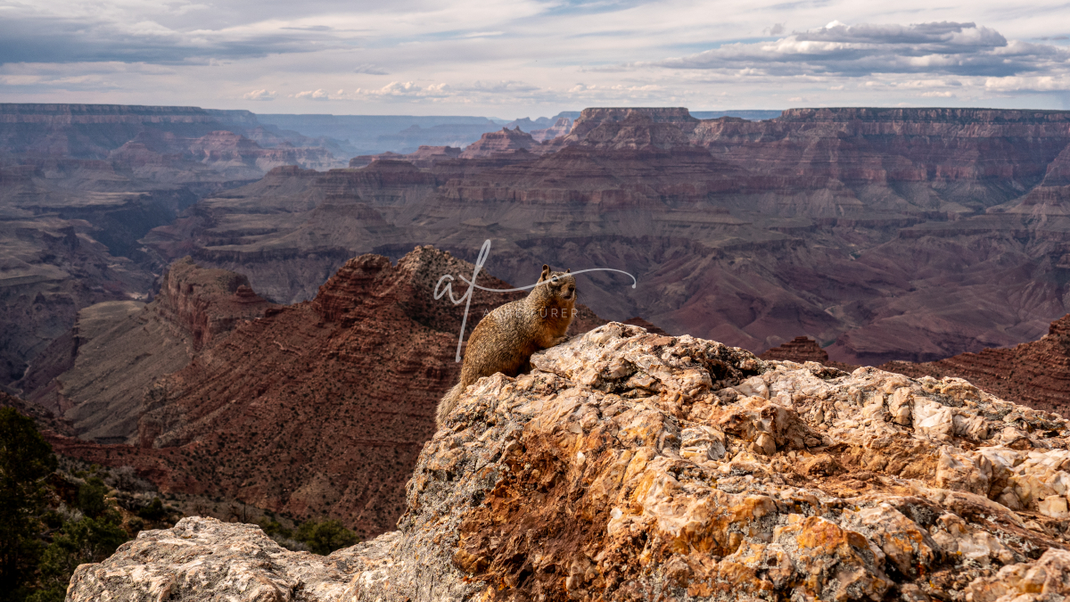 Grand Canyon Marmot